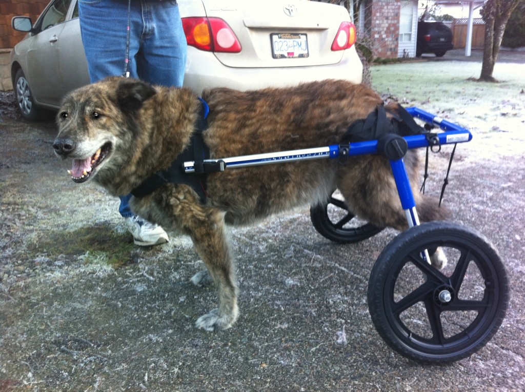 Dog Wheelchairs The Right Choice Dog Wheelchairs, Dog Carts