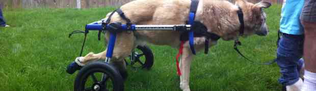 Typical Problems with a Dog Wheelchair