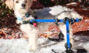 New Walkin’ Wheels Skis for Mini and Small Dog Wheelchairs