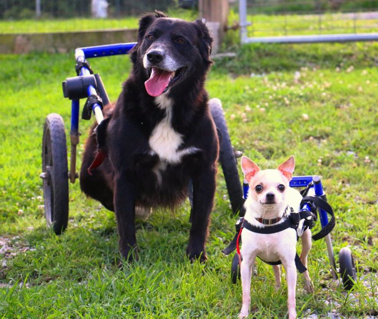Dogs in Wheelchairs ?