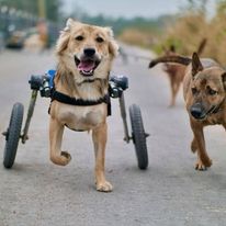 Dog Wheelchairs – Custom or Adjustable Cart?