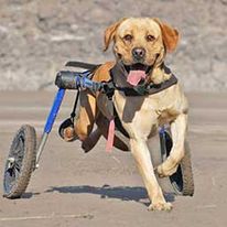 Dog Wheelchairs The Right Choice