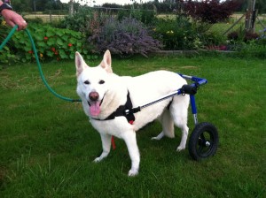 Typical Problems with a Dog Wheelchair