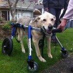 My Dog Needs a Wheelchair