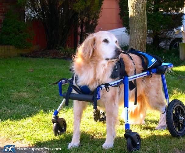 Tactiel gevoel Klem volgens Dog Wheelchair Cat Wheelchair, Walkin' Wheels | Dog Wheelchairs, Dog Carts,  Handicapped Pets Canada