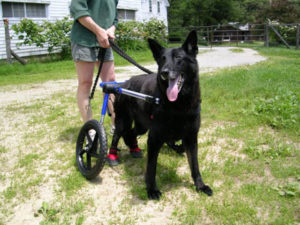 Walkin' Wheels, Dog wheelchair