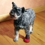 Why should my dog wear pet booties?