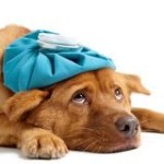 Without Pet Insurance, what would happen if your pet got really sick?