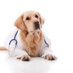 Top 10 Pet Insurance Tips