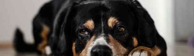 Clues to Detecting Pain and the Aging process of your animals