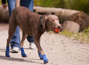 Dog Socks Anti Slip | Dog Wheelchairs, Dog Carts, Handicapped Pets Canada