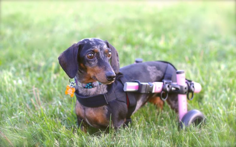 Dog, Friends, Dachshund with Neon Yellow Wheelchair Harness with