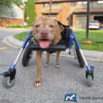 Dog in Quad Cart