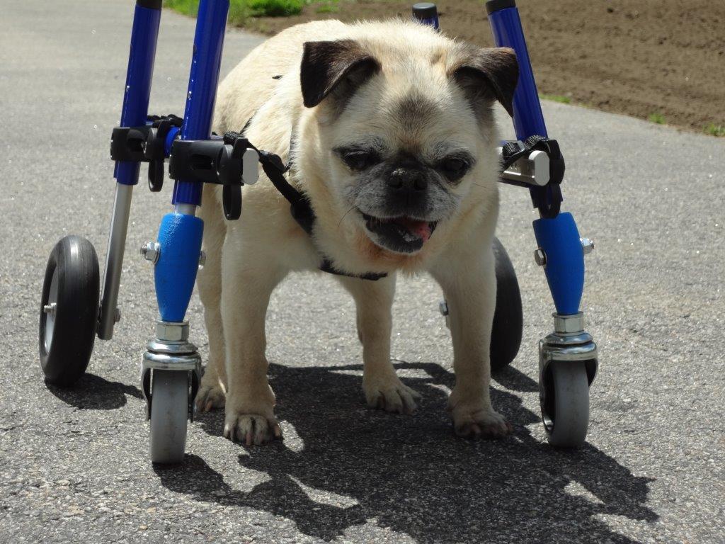 Yellow, S Dog Wheelchair for Back Legs Aluminium 2 Wheel Pet Wheelchair Adjustable Pet Rehabilitation Cart for Cat and Doggie 
