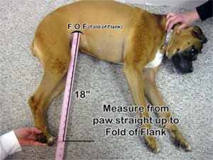 Dog Wheelchair Measuring | Dog
