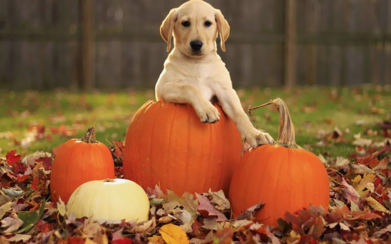 Halloween Safety for Pets