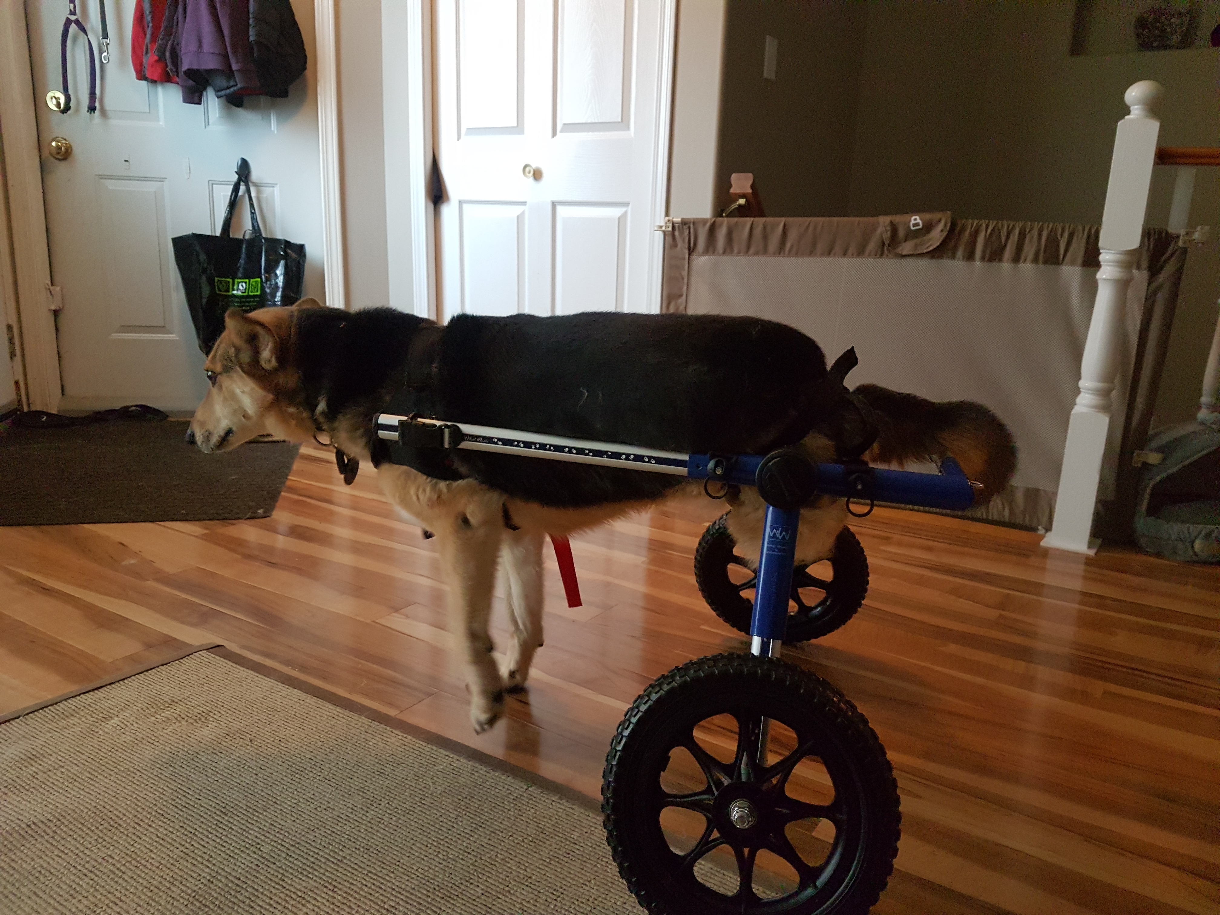 20161118 134028 Dog Wheelchairs Dog Carts Handicapped Pets Canada   20161118 134028 