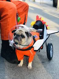 10 Safety Tips for Pets this Halloween