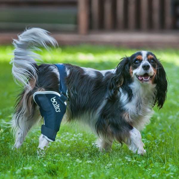ACL, Cruciate ligament, knee brace for dogs  Dog Wheelchairs, Dog Carts,  Handicapped Pets Canada