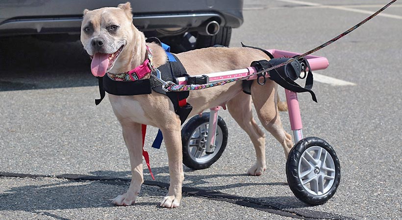 XL Pet Wheelchair,Doggie，Lightweight Aluminum Dog Wheelchair HeoBam 4 Wheel Adjustable Dog Wheelchair,Pet Rehabilitation Cart 
