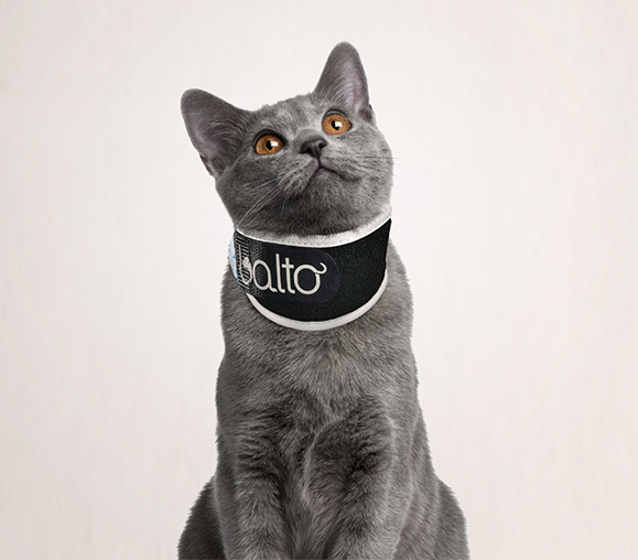 RIGID NECK BRACE For CAT BALTO BT NECK 