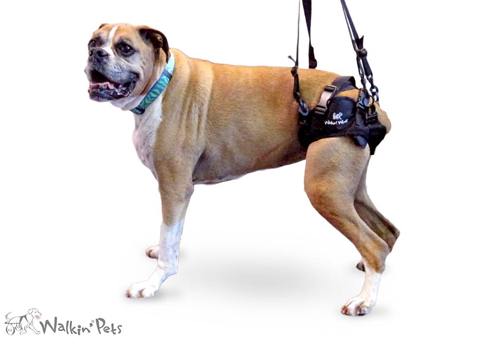 Best dog outlet harness canada