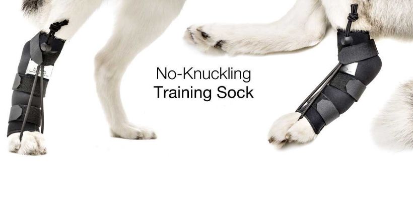 dog knuckling boots