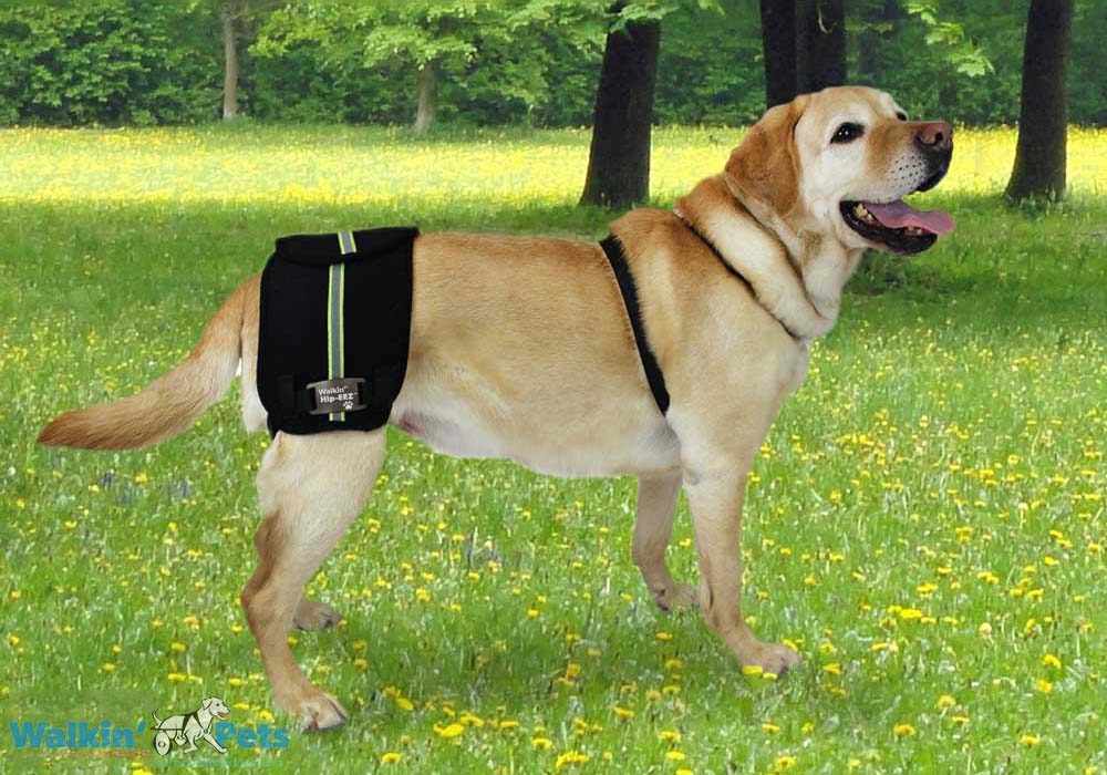 Dog hip dysplasia brace - BT LIFE - Help your Dog to walk again