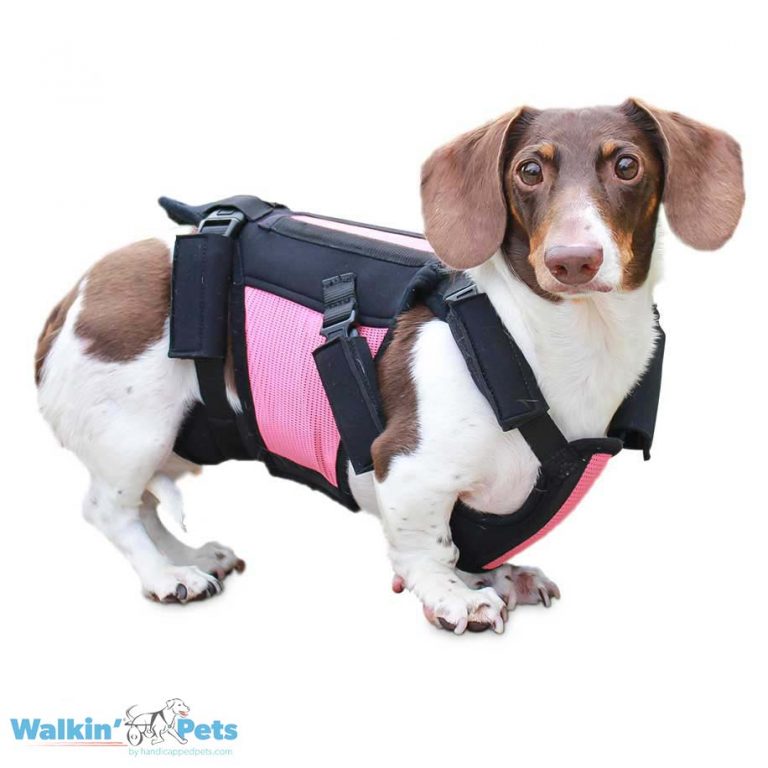 Walkin’ vertebraVe: Back Support for EVERY Dog