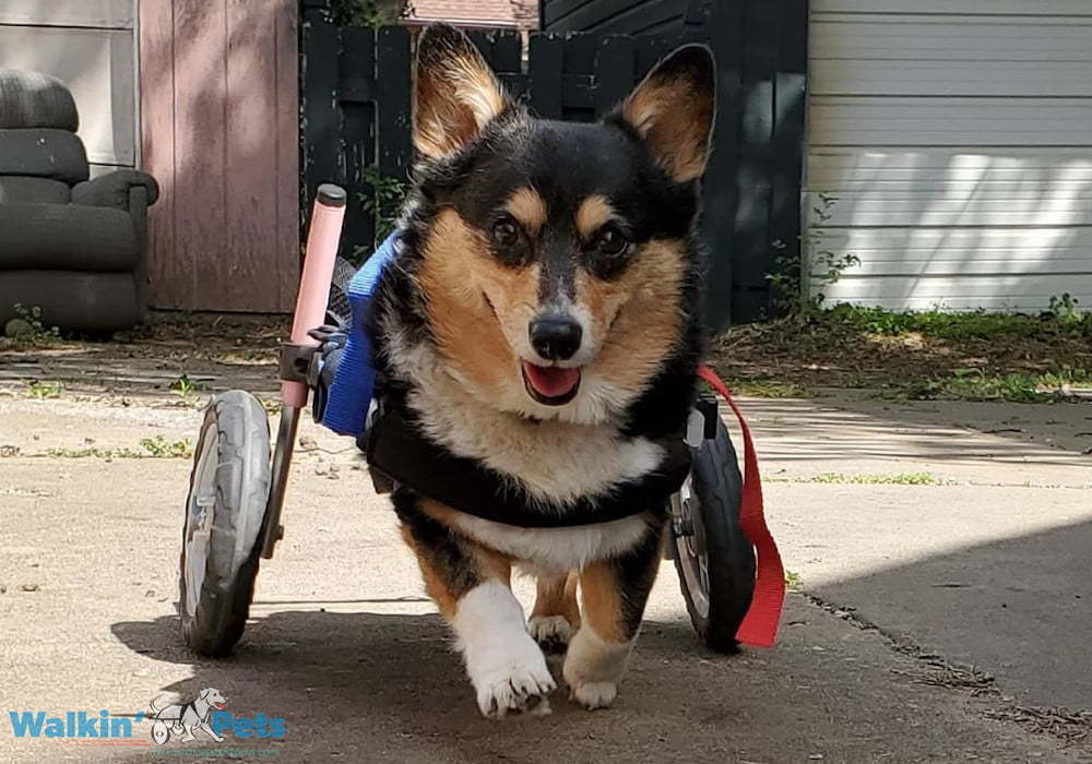 Tips For Using The Walkin Wheels Cart Dog Wheelchairs Dog Carts   Sachi From Omegabud 