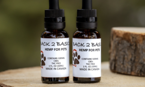 CBD Oil for Pets - The Basics of What You Need to Know