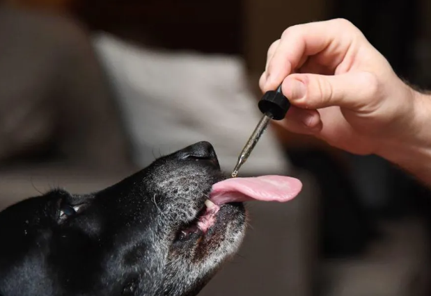 Does CBD Work for Dogs?