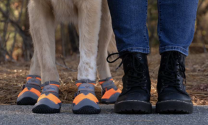 Caring for your Dog's Paws: Benefits of Dog Boots