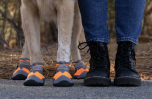 Caring for your Dog’s Paws: Benefits of Dog Boots