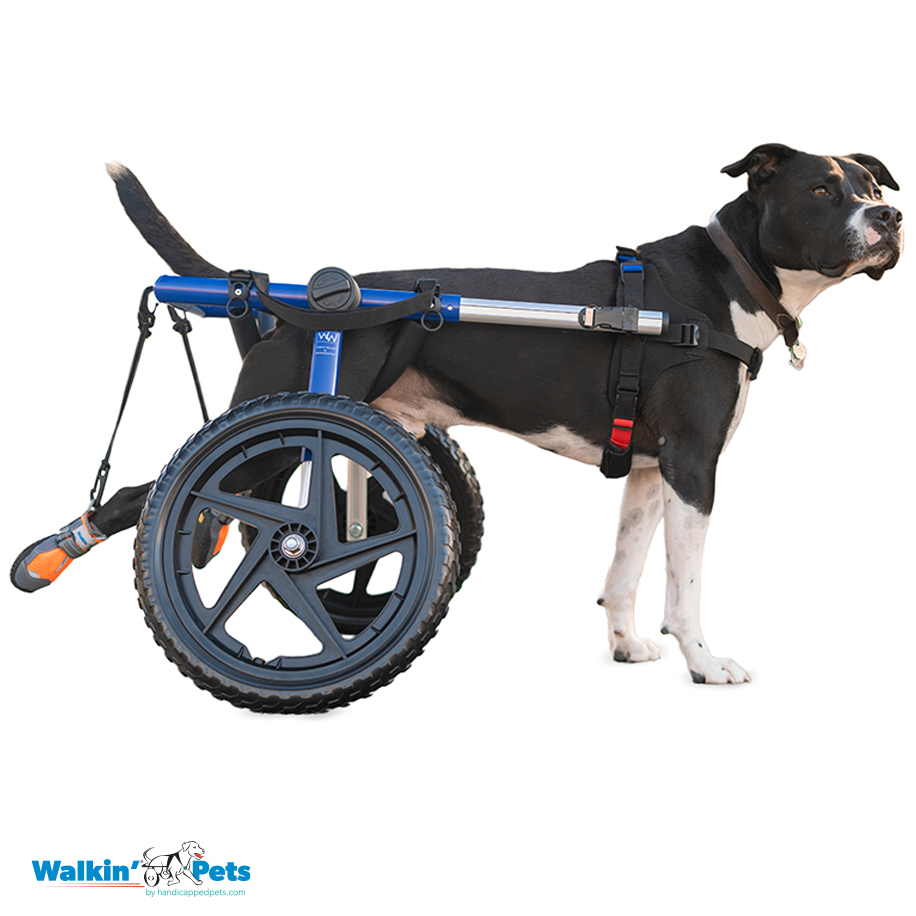 Walkin' Wheels Lightweight – for Small Cats 2 to 20 Pounds –  Veterinarian Approved – Cat Wheelchair for Back Legs : Pet Supplies