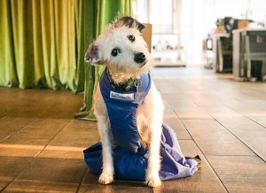 Why a Drag Bag is Essential for a Paralyzed Dog