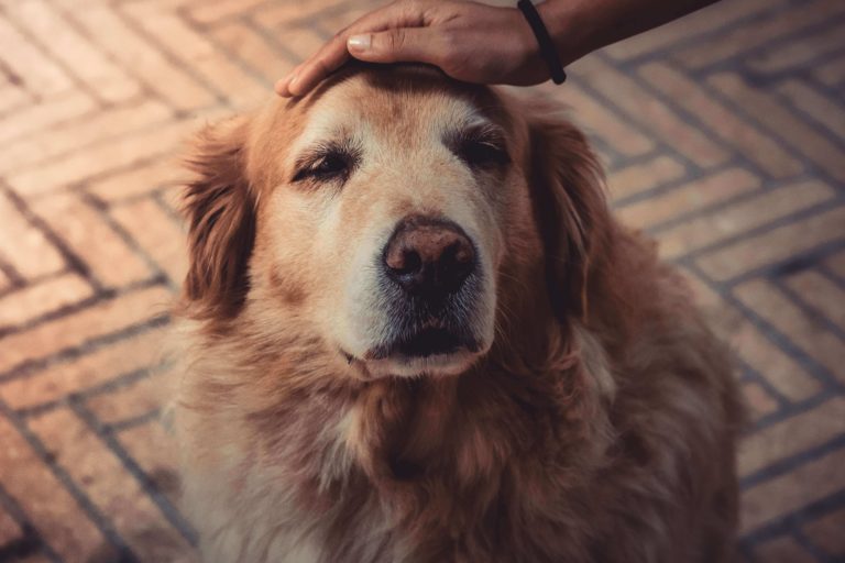 What to Expect When Caring for a Senior Dog