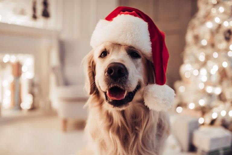 10 Tips for Happy Holidays with Your Pets