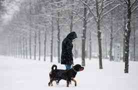 Tips for Walking Your Dog in the Winter