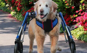 Importance of Wheelchairs for Dogs with DM