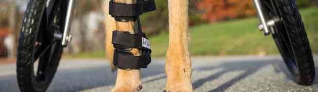 How to Choose a Walkin' Dog Splint
