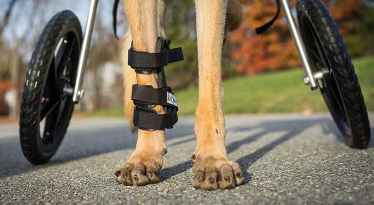 How to Choose a Walkin’ Dog Splint