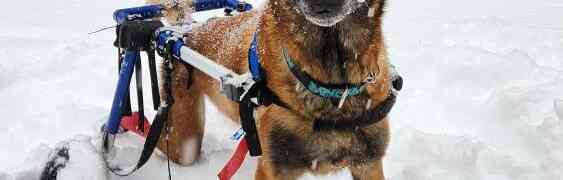 Cold Weather and It’s Impact on a Dog’s Mobility