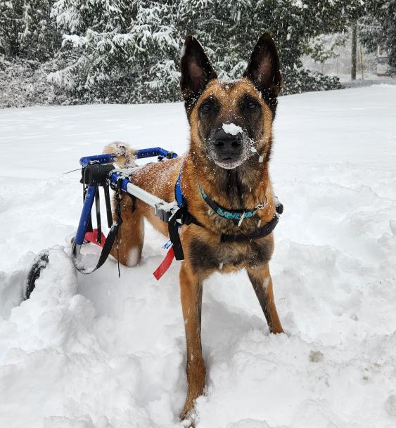 Cold Weather and It’s Impact on a Dog’s Mobility