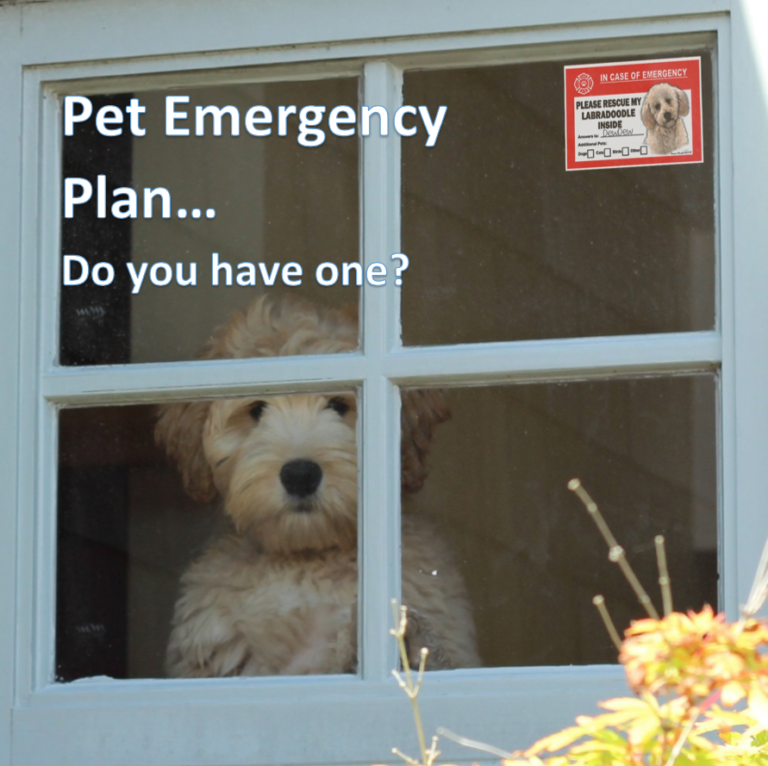 Setting Up an Emergency Plan to Protect Your Pet
