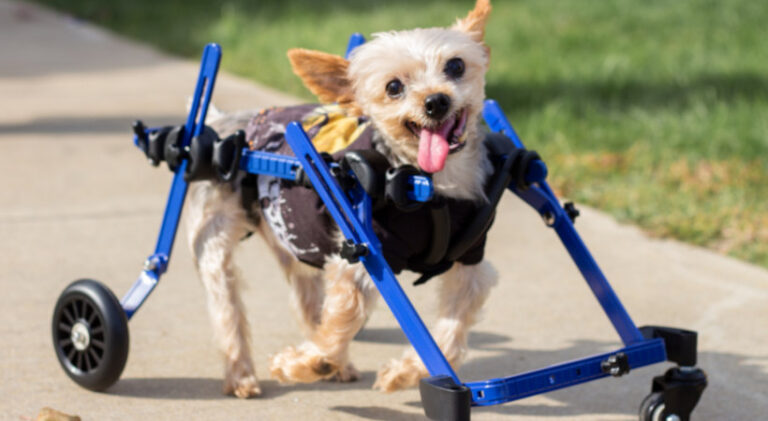 Improving Your Disabled Dog’s Life