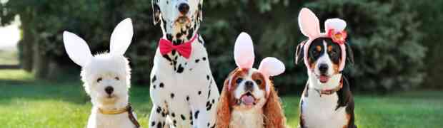 Easter Safety and Dog Activities