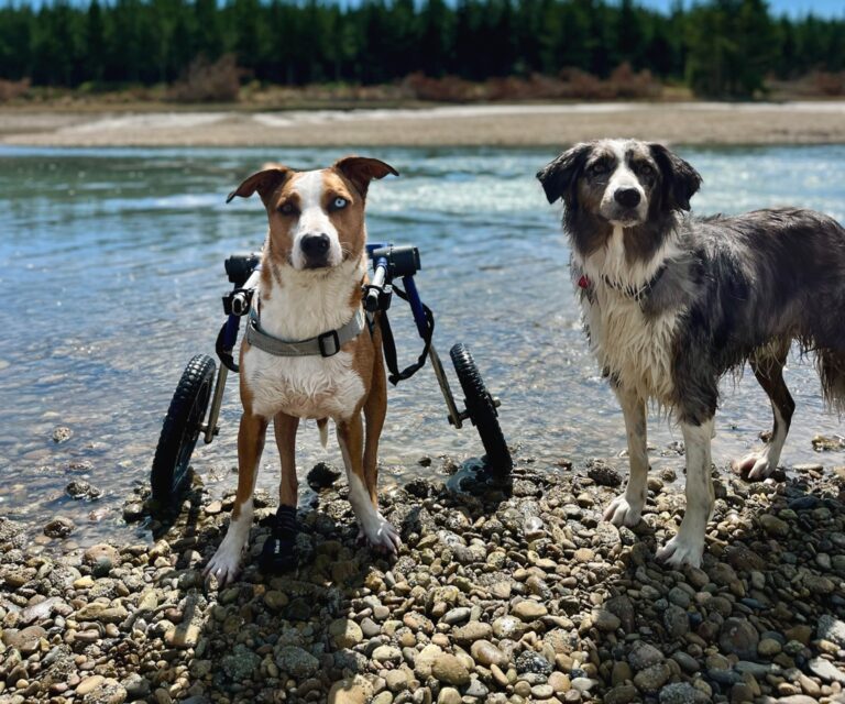 Can My Dog Use Their Wheelchair in Water?